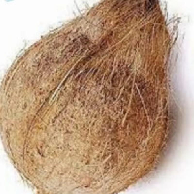 Coconut from India